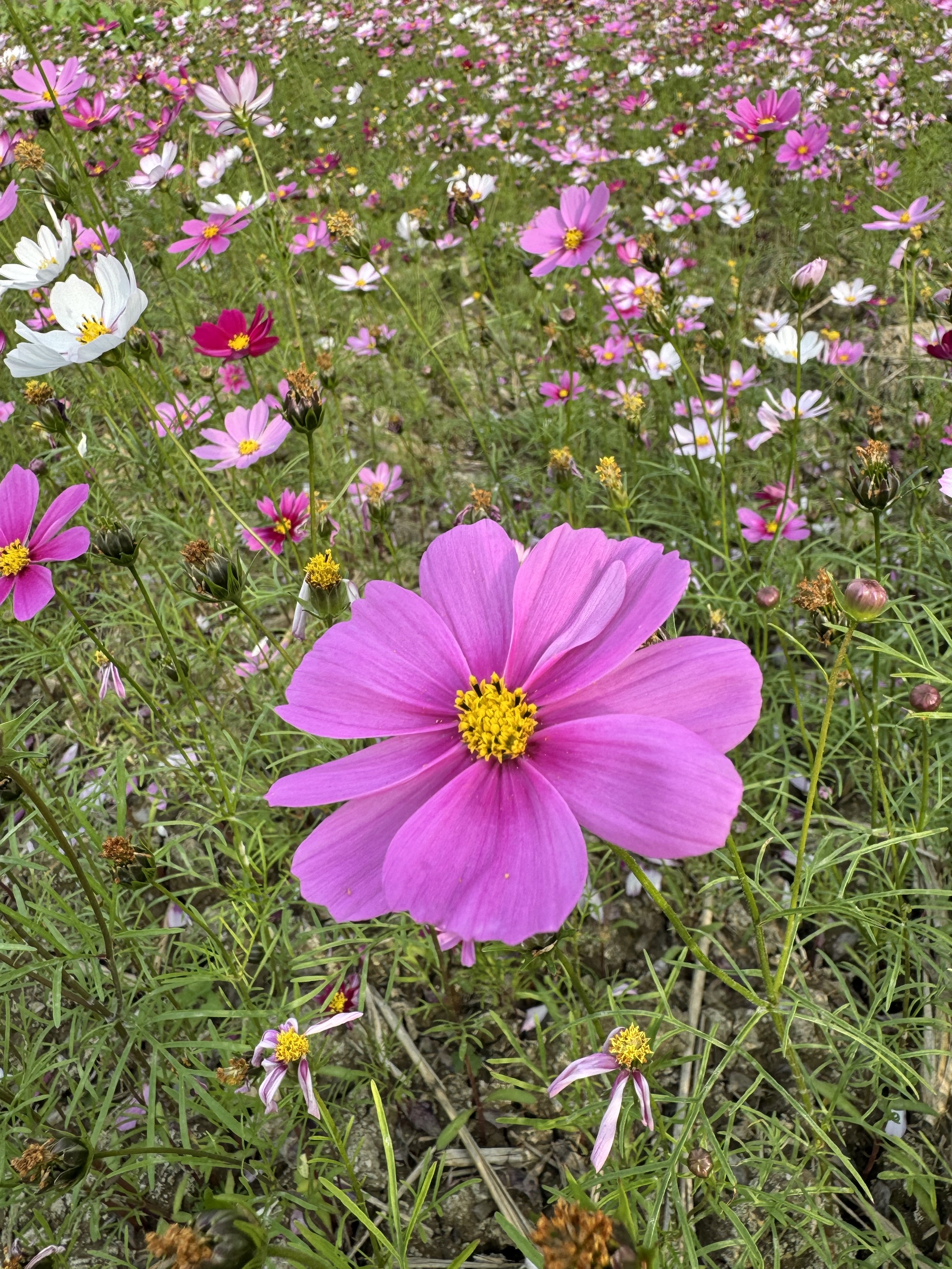 xy普通商品22